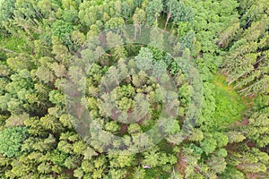 Aerial view top down on forest with green spruce trees