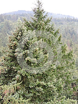 Aerial view of top of fir tree and cloudy sky, Karlovy Vary, Czech Republic