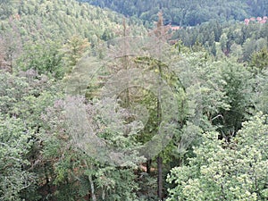 Aerial view of top of trees in  mountain wood, Karlovy Vary, Czech Republic