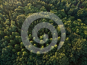 Aerial view top view of green trees forrest