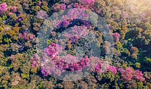 Aerial view, Top view of Pink Cherry Blossom flowers blooming around on high mountains. Chiang Mai in Thailand