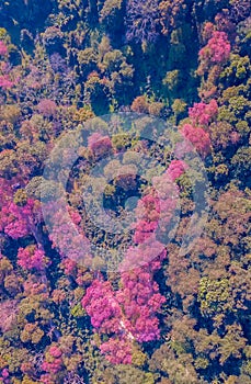 Aerial view, Top view of Pink Cherry Blossom flowers blooming around on high mountains. Chiang Mai in Thailand