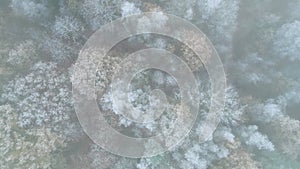 Aerial view or top view of winter forest, pine tree with snow covered. Winter background footage shot by a drone