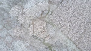 Aerial view or top view of winter forest, pine tree with snow covered. Winter background shot by a drone