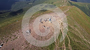 Aerial view of tourists climb to the top of the mountain Hoverla, Ukraine