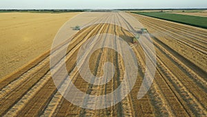 Aerial view of tractor as pulling two full trailers, combine harvest wheat