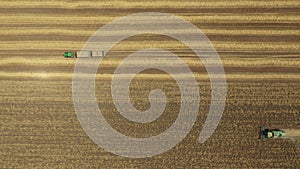 Aerial view of tractor as pulling two full trailers with fresh harvested grain, combine harvest wheat