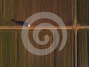 Aerial view of tractor in cultivated corn maize crop field