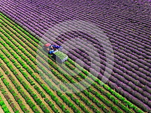 Aerial view of Tractor harvesting field of lavender