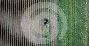 Aerial view of a tractor hilling potatoes with disc hiller in a potato field in the Suffolk countryside preparing them for harvest