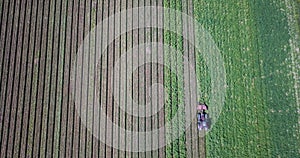 Aerial view of a tractor hilling potatoes with disc hiller in a potato field in the Suffolk countryside preparing them for harvest