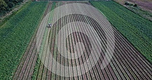 Aerial view of a tractor hilling potatoes with disc hiller in a potato field in the Suffolk countryside preparing them for harvest