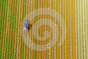 Tractor working on the tulip field