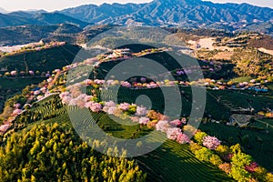 Aerial view of traditional Chinese tea garden, with blooming cherry trees on the tea mountain at dusk, in Yongfu, Longyan, China