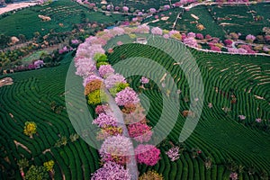 Aerial view of traditional Chinese tea garden, with blooming cherry trees on the tea mountain during the sunrise photo