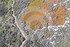 Aerial View of Trail Through Coastal California Vegetation