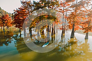 Aerial view of traveller on SUP board at the lake with autumnal Taxodium distichum trees and sunshine