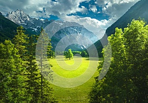 Aerial view of tree in green alpine meadows in mountains