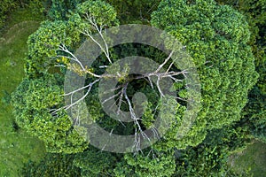 Aerial view of Tree in Jungle, Central America