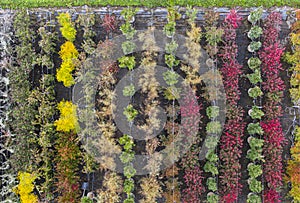 Aerial view of a tree nursery with yellow, red and red green plants, arranged in a row, during autumn. Plants in autumn colours,