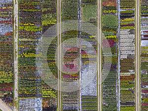 Aerial view of a tree nursery with yellow, red and red green plants, arranged in a row, during autumn. Plants in autumn colours,