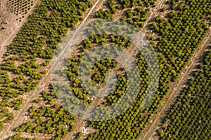 aerial view of the tree school