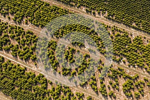 aerial view of the tree school