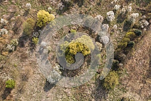 aerial view of the trees