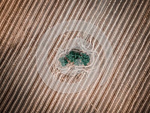 Aerial view of trees in an agricultural field in Rivas-Vaciamadrid, Spain photo