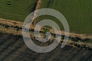 Aerial view of trees as seen from above casting long thin shadows to the left