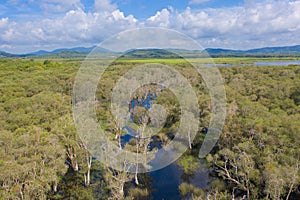 Aerial view of trees in Rayong Botanical Garden, Old Paper Bark Forest, tropical forest with lake or river in national park and