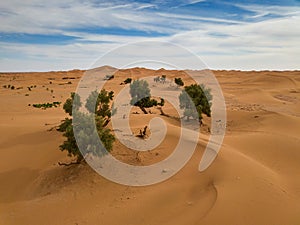 Aerial view of trees in Sahara desert