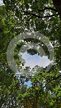 Aerial view of trees and sky at the Bercy park in Paris, France