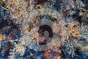 Aerial view of trees in the Vosges Mountains in autumn