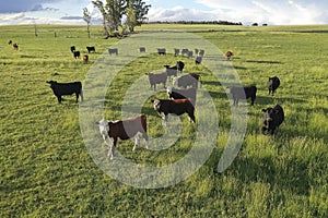 Aerial view of a troop of steers for export,