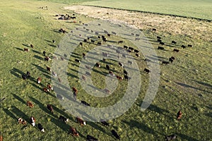 Aerial view of a troop of steers for export,