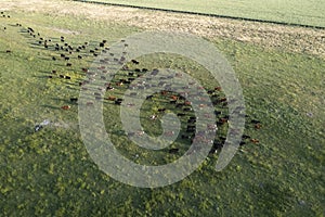 Aerial view of a troop of steers for export,