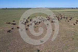 Aerial view of a troop of steers for export,