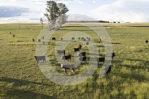 Aerial view of a troop of steers for export,