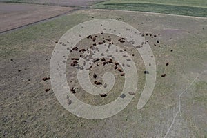 Aerial view of a troop of steers for export,