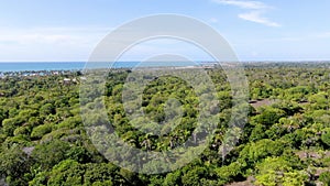 Aerial view of tropical forest with palm tress and  blue clear sea water on the background