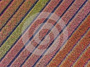 Aerial view Tulip field