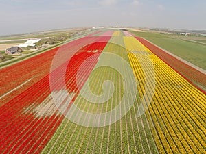 Aerial view on tulip fields in Holland