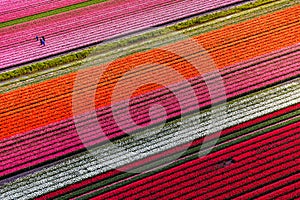 Aerial view of the tulip fields in North Holland