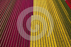 Aerial view of the tulip fields in North Holland