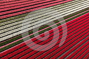 Aerial view of the tulip fields in North Holland