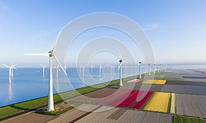 Aerial view of tulip fields and wind turbines in the Flevoland