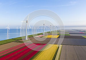 Aerial view of tulip fields and wind turbines in the Flevoland