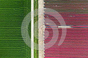 Aerial view of tulip planted fields in the Dronten area. Spring in the Netherlands photo