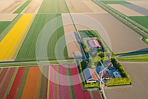 Aerial view of tulip planted fields in the Dronten area. Spring in the Netherlands photo